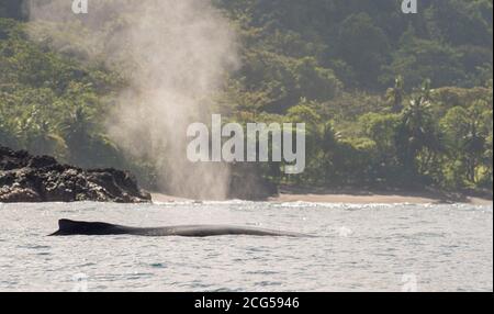 Megattere - Parco Nazionale del Corcovado - Costa Rica Foto Stock