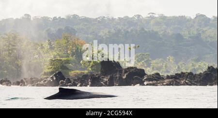 Megattere - Parco Nazionale del Corcovado - Costa Rica Foto Stock