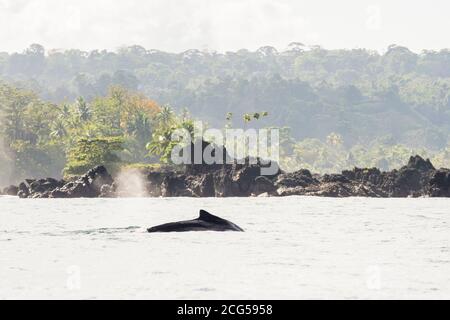 Megattere - Parco Nazionale del Corcovado - Costa Rica Foto Stock