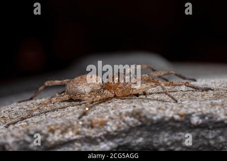 Lupo Spider della famiglia Lycosidae Foto Stock