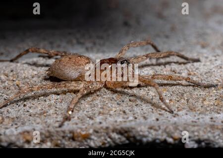 Lupo Spider della famiglia Lycosidae Foto Stock