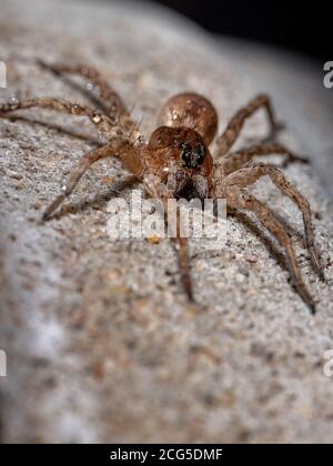 Lupo Spider della famiglia Lycosidae Foto Stock