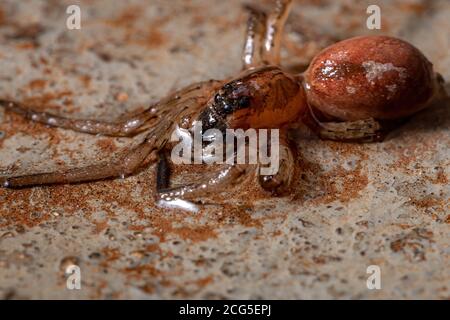 Lupo Spider della famiglia Lycosidae Foto Stock