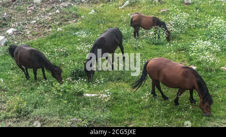 Cavalli selvaggi sulla montagna Trebisic Foto Stock