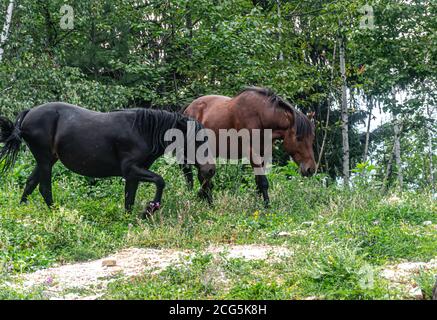 Cavalli selvaggi sulla montagna Trebisic Foto Stock