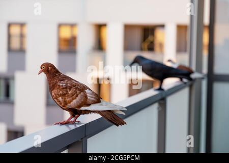Piccione bianco rosso seduto vicino al corvo di plastica nero Foto Stock