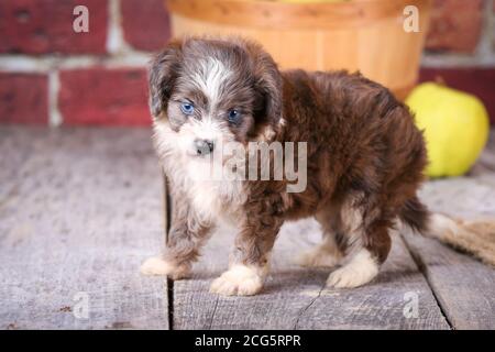 Mini cucciolo di Aussiedoodle in piedi su pavimento di legno con parete di mattoni e mele sullo sfondo Foto Stock