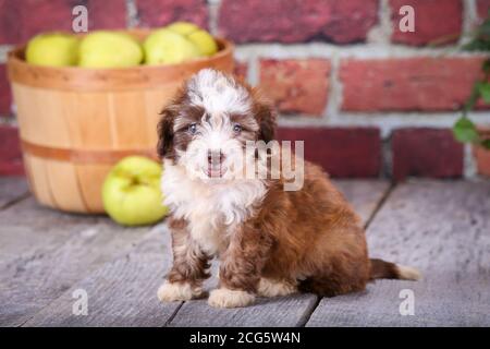 Mini cucciolo di Aussiedoodle seduto su pavimento di legno con parete di mattoni e mele sullo sfondo Foto Stock