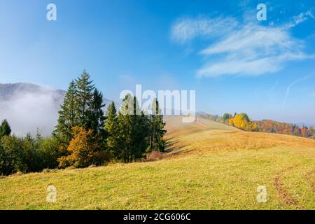 foggy paesaggio autunnale. alberi di abete rosso sul prato. montagna dietro la nebbia mattutina. nuvola inversione fenomeno naturale osservato dal lato. wonde Foto Stock