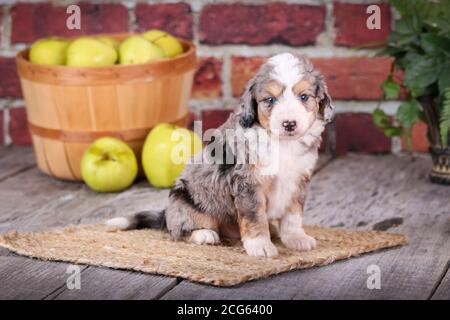 Mini cucciolo di Aussiedoodle seduto su pavimento di legno con parete di mattoni e mele sullo sfondo Foto Stock