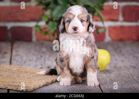 Mini cucciolo di Aussiedoodle seduto su pavimento di legno con parete di mattoni e mele sullo sfondo Foto Stock