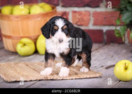 Mini cucciolo di Aussiedoodle in piedi su pavimento di legno con parete di mattoni e mele sullo sfondo Foto Stock