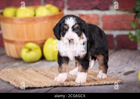 Mini cucciolo di Aussiedoodle in piedi su pavimento di legno con parete di mattoni e mele sullo sfondo Foto Stock