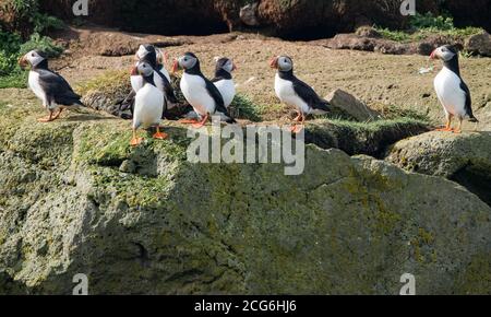 Puffins sull'isola di Lundey, Reykyavik, prendendosi cura delle loro uova e nidi. Foto Stock