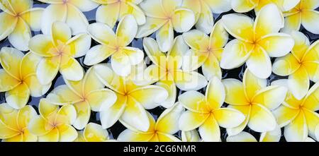 fiori bianchi e gialli frangipani galleggiano sull'acqua Foto Stock