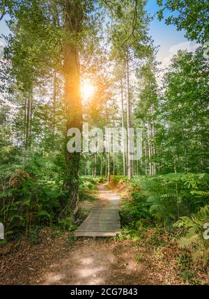 Sentiero pedonale con piccolo ponte di legno attraverso il parco naturale in Belgio. Foto Stock