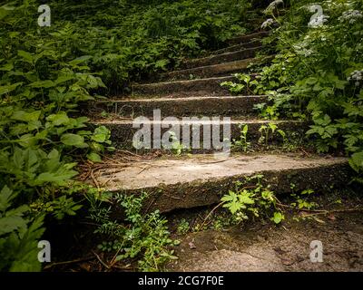 Lunga curva vecchia scala in pietra circondata da forte crescita di erba verde e cespugli e scomparendo nella profondità del parco forestale. Foto Stock