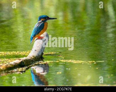 Kingfisher comune (Alcedo Atthis) seduta su un bastone. Foto Stock
