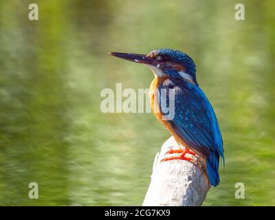 Kingfisher comune (Alcedo Atthis) seduta su un bastone. Foto Stock