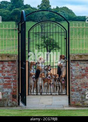 Belvoir, Lincolnshire, UK - Foxhound inglese alle Kennels di caccia di Belvoir Foto Stock
