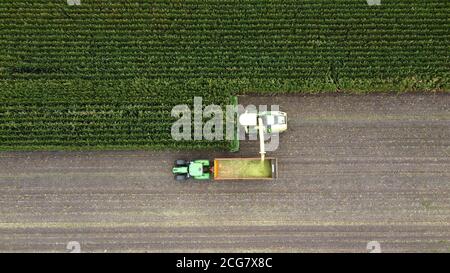 Un trinciatore sta raccogliendo un campo di mais alla fine dell'estate nei Paesi Bassi. Foto Stock