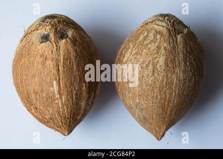 Due noci di cocco grezze intere isolate su sfondo bianco. Foto Stock