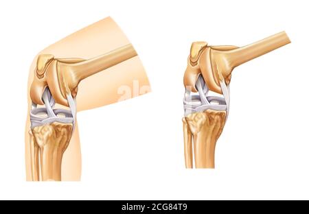 illustrazione anatomica del ginocchio Foto Stock