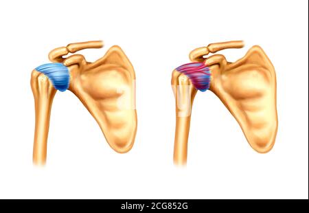 anatomia della spalla. illustrazione digitale. Foto Stock