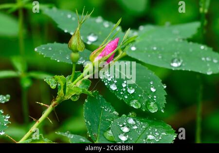 Un germoglio di rose selvatiche ' Rosa acicularis', su una foglia verde bagnata Foto Stock