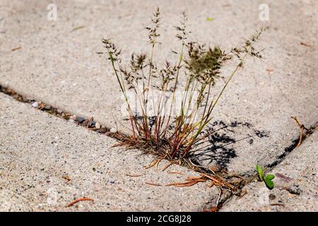 Erbacce erba che cresce in crack di cemento marciapiede calcestruzzo area Foto Stock