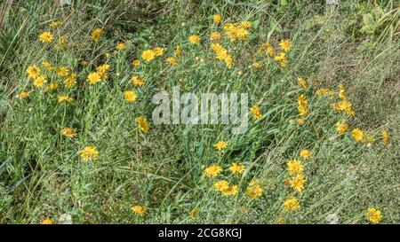 Cerotto di erba arabile comune fiorita di giallo brillante mais Marigold / Glebionis segetum = Chrysanthemum segetum in un campo. Una volta usato per fare il colorante giallo. Foto Stock