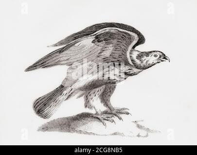 La poiana a zampe ruvide (Buteo lagopus), alias falco a zampe ruvide e falco a zampe ruvide. Dalla Enciclopedia Nazionale: Un Dizionario di conoscenza universale, pubblicato circa 1890 Foto Stock