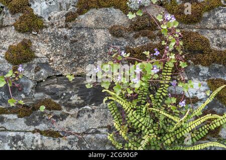 Toadflax di Ivy-leaved / muralis di Cymbalaria che cresce in un muro di pietra di muschio con Maidenhair Spleenwort / Asplenium tricomanes felce. Foto Stock