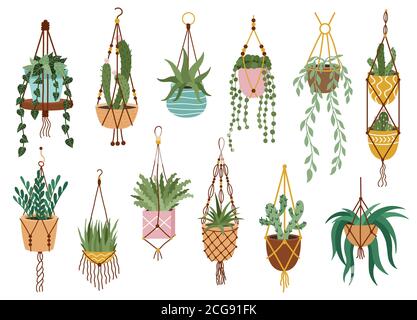 Pianta in pentole appesi. Houseplant appendere su corda, piante decorative da interno, vasi di fiori di macrame, piante in vaso casa vettore illustrazione serie di icone Illustrazione Vettoriale