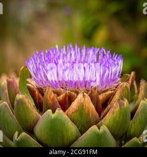 Primo piano di un fiore Globe Artichoke che cresce in un giardino britannico. Foto Stock