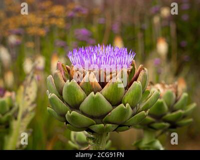 Primo piano di un fiore Globe Artichoke che cresce in un giardino britannico. Foto Stock