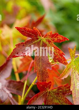 Primo piano delle foglie rosse di Acer Autumnal. Foto Stock