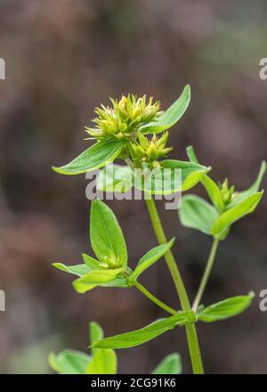 Fiori di quello che si pensa essere quadrato-stalked erba di San Giovanni / Hypericum tetrapterum = H. quadratum che cresce in terra umida. Leggere le note aggiuntive. Foto Stock