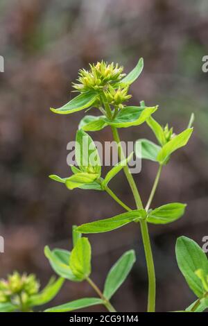 Fiori di quello che si pensa essere quadrato-stalked erba di San Giovanni / Hypericum tetrapterum = H. quadratum che cresce in terra umida. Leggere le note aggiuntive. Foto Stock