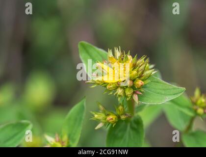 Fiori di quello che si pensa essere quadrato-stalked erba di San Giovanni / Hypericum tetrapterum = H. quadratum che cresce in terra umida. Leggere le note aggiuntive. Foto Stock