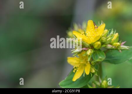 Fiori di quello che si pensa essere quadrato-stalked erba di San Giovanni / Hypericum tetrapterum = H. quadratum che cresce in terra umida. Leggere le note aggiuntive. Foto Stock