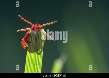 Sieversdorf, Germania. 07 settembre 2020. Un segno di spunta (Ixodida) si trova sulla punta di una lama di erba. Qui l'ectoparasite succhiata di sangue attende la sua preda. Molte specie di zecche sono portatori di malattie importanti. Credit: Patrick Pleul/dpa-Zentralbild/ZB/dpa/Alamy Live News Foto Stock