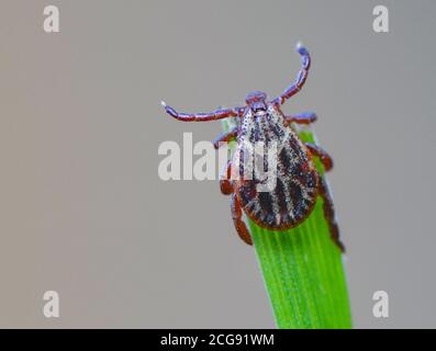 Sieversdorf, Germania. 07 settembre 2020. Un segno di spunta (Ixodida) si trova sulla punta di una lama di erba. Qui l'ectoparasite succhiata di sangue attende la sua preda. Molte specie di zecche sono portatori di malattie importanti. Credit: Patrick Pleul/dpa-Zentralbild/ZB/dpa/Alamy Live News Foto Stock