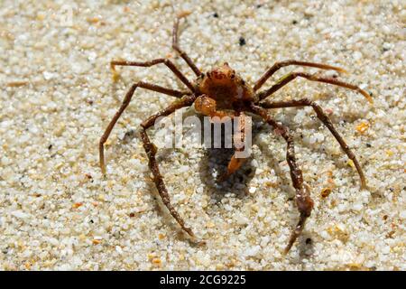 Un granchio ragno di Leach (Inachus phalangium) Foto Stock