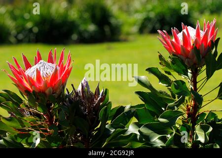 Un fiore di protea del re fotografato nel giardino botanico nazionale di Kirstenbosch a Città del Capo. Foto Stock