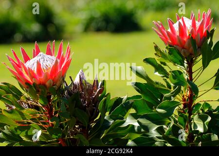 Un re protea fiori fotografati nel Kirstenbosch National Botanical Garden a Città del Capo. Foto Stock
