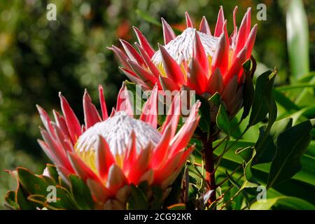 Un paio di fiori di Re Protea fotografati nei Giardini Botanici nazionali di Kirstenbosch a Città del Capo. Foto Stock