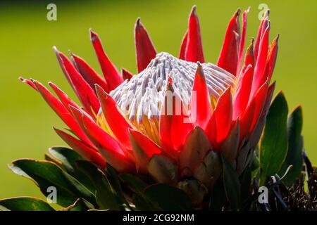 Un fiore di protea del re fotografato nel giardino botanico nazionale di Kirstenbosch a Città del Capo. Foto Stock