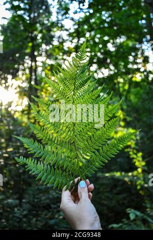 Colpo verticale della mano femminile che tiene una pianta di felce nella foresta. Cottagecore. Naturecore Foto Stock