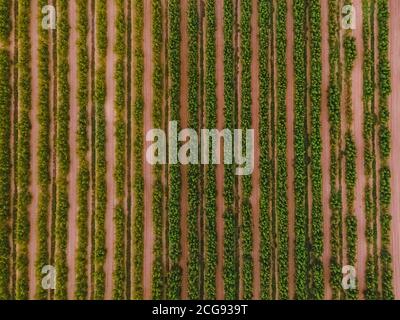 Vista aerea sui campi di vigneto. Filari di vitigni con foglie verdi, vista dall'alto Foto Stock